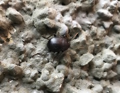 Accanthopus velikensis