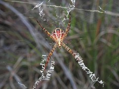 Argiope magnifica