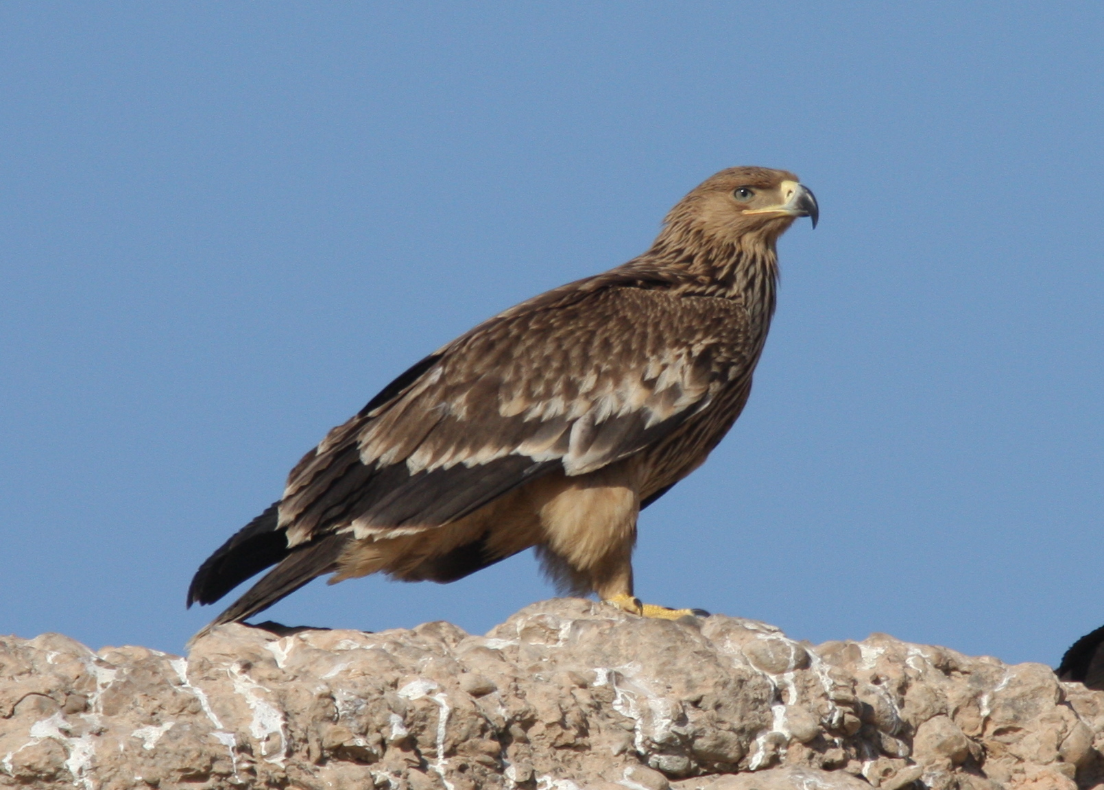 Águila Imperial Oriental (Aquila heliaca) · iNaturalist Ecuador
