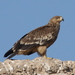 Águila Imperial Oriental - Photo (c) Christoph Moning, algunos derechos reservados (CC BY), uploaded by Christoph Moning