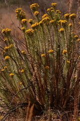 Phymaspermum athanasioides