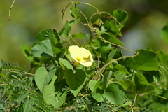 Ipomoea ochracea