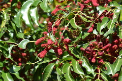 Elattostachys apetala