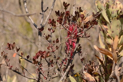 Tapinanthus rubromarginatus
