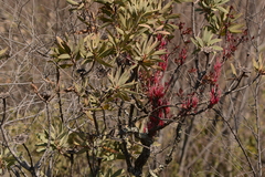 Tapinanthus rubromarginatus
