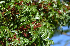 Elattostachys apetala