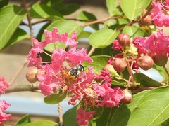 Megachile igniscopata