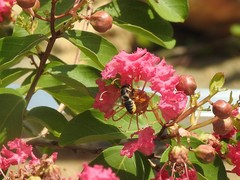 Megachile igniscopata
