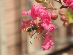 Megachile igniscopata