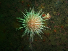 Gracilechinus acutus