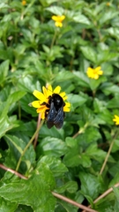 Bombus diligens