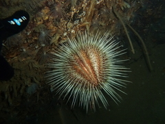 Gracilechinus acutus