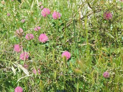 Hordeum murinum leporinum