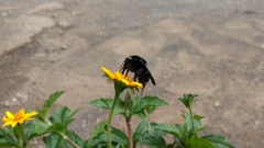 Bombus diligens
