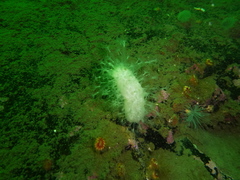 Alcyonium digitatum