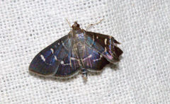 Coptobasis arctalis