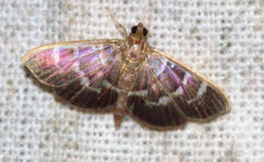 Coptobasis arctalis