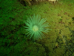 Protanthea simplex