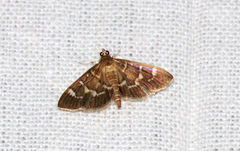 Coptobasis arctalis