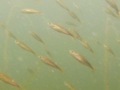 Merlangius merlangus