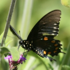 Battus philenor hirsuta