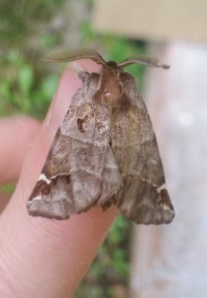Pygaera timon