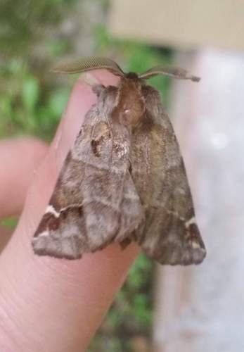 Pygaera timon
