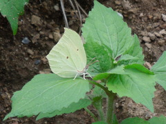 Gonepteryx aspasia