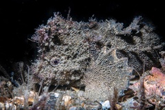 Aploactisoma milesii