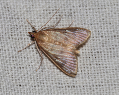 Crypsiptya coclesalis