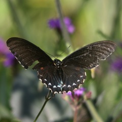 Battus philenor hirsuta