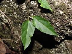 Vincetoxicum paniculatum