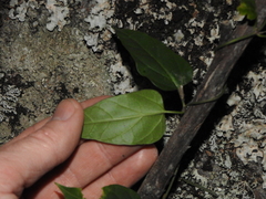 Vincetoxicum paniculatum