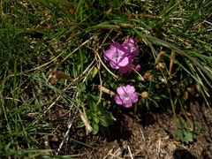 Dianthus microlepis