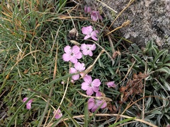Dianthus microlepis