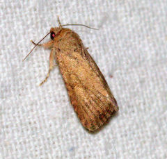Spodoptera pecten