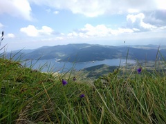 Aconitum delphiniifolium