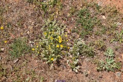 Thymus lacaitae
