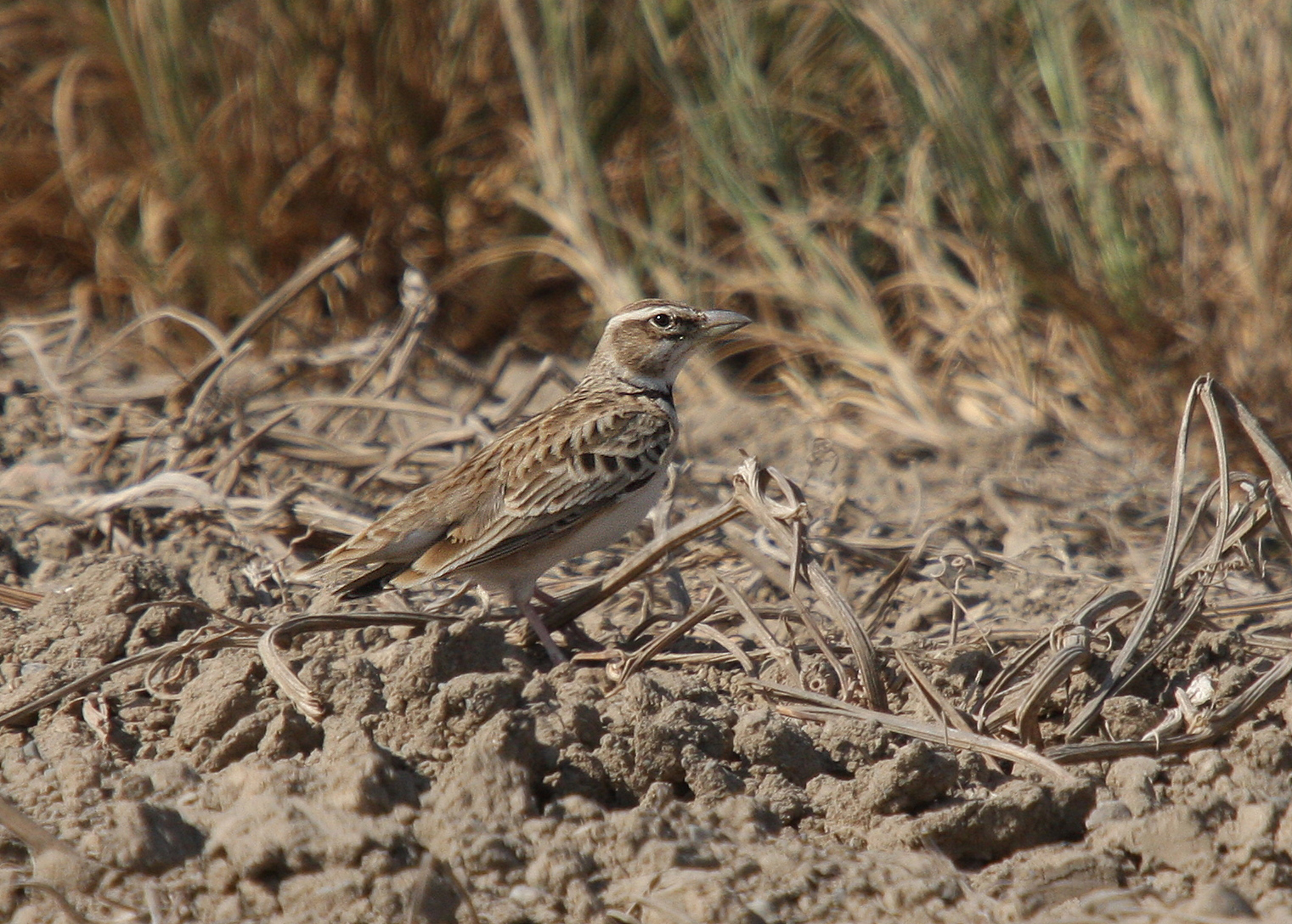 Bimaculated Lark