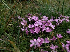 Dianthus microlepis