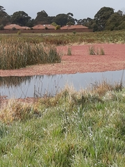 Azolla rubra