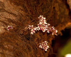 Dendrobium turbinatum
