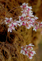Dendrobium turbinatum