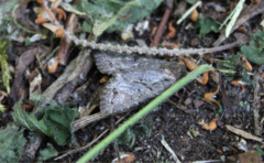 Apterogenum ypsillon