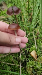 Psilocybe fuscofulva