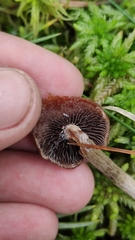 Psilocybe fuscofulva