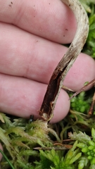 Psilocybe fuscofulva