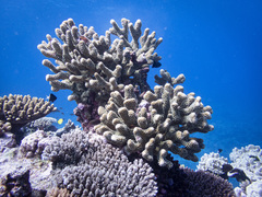 Pocillopora grandis