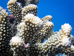 Pocillopora grandis