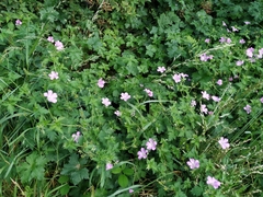 Geranium × oxonianum